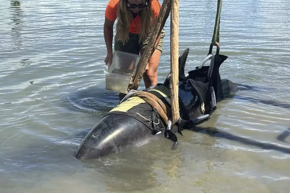 Golfinho de 400 kg salta e cai dentro de barco de pescadores